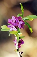 daphne